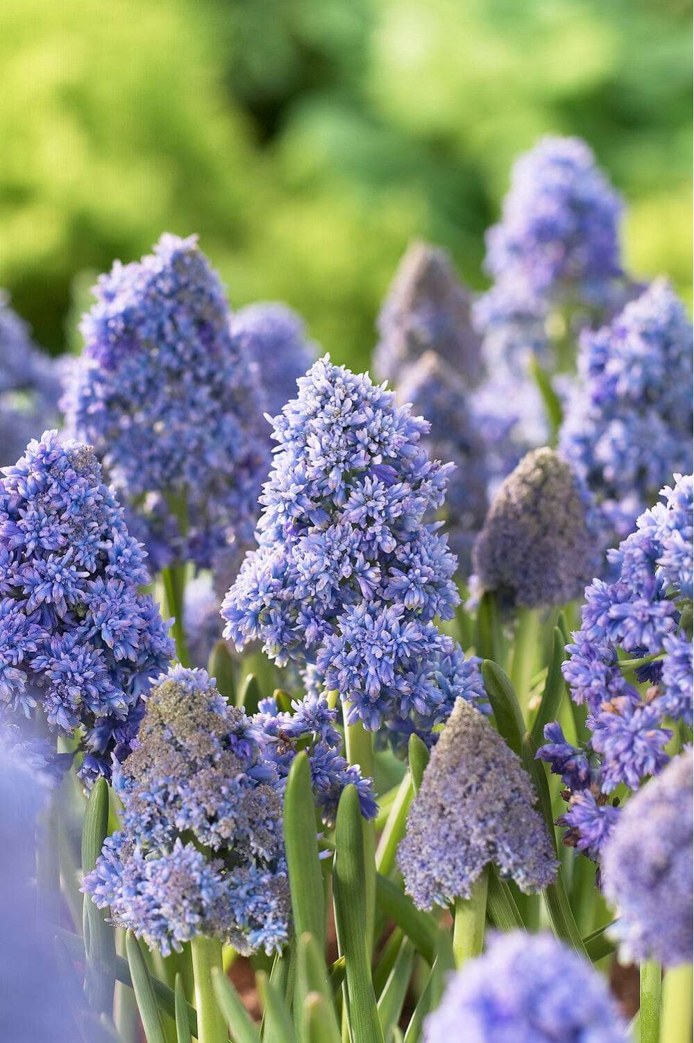 Muscari 'Fantasy Creation'